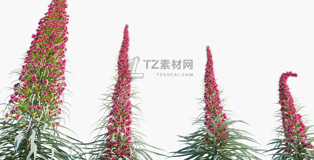 Echium-wildpretii_PRV3.jpg