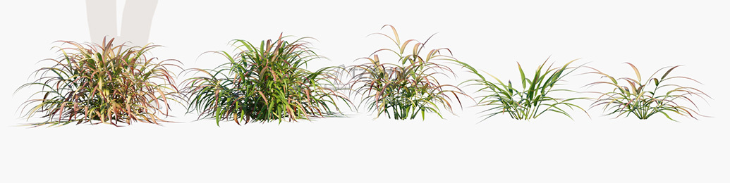 Hakonechloa-macra-Beni-Kaze_PRV1.jpg