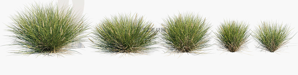 Lomandra-confertifolia-Seascape_PRV1.jpg