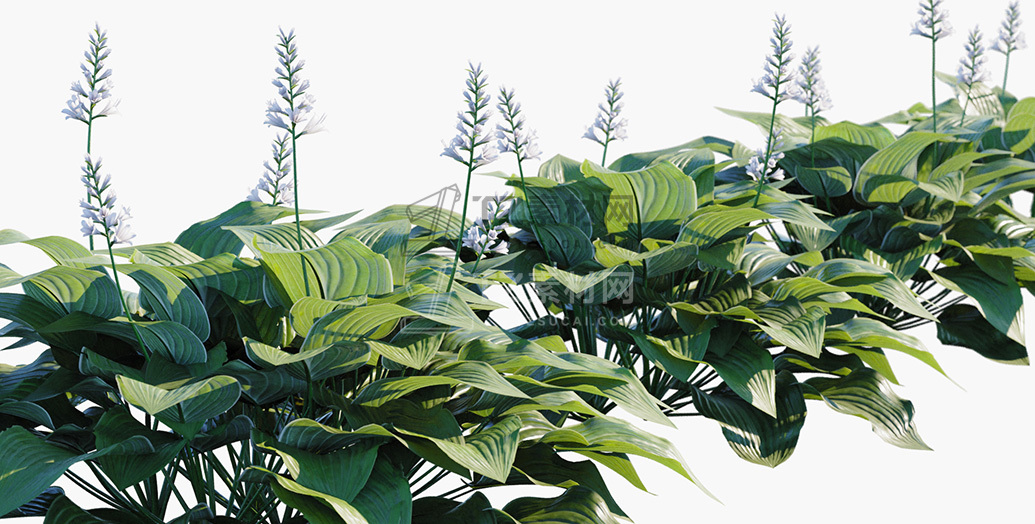 Hosta-plantaginea_PRV3.jpg