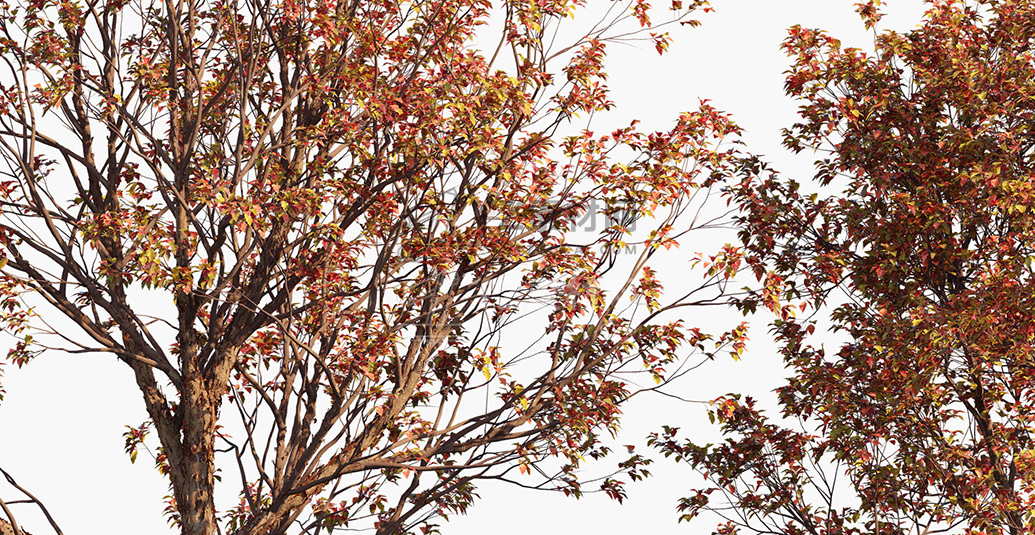 Acer-griseum_PRV2.jpg