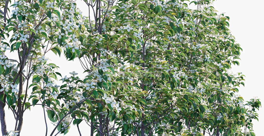 Cornus-hongkongensis_PRV2.jpg