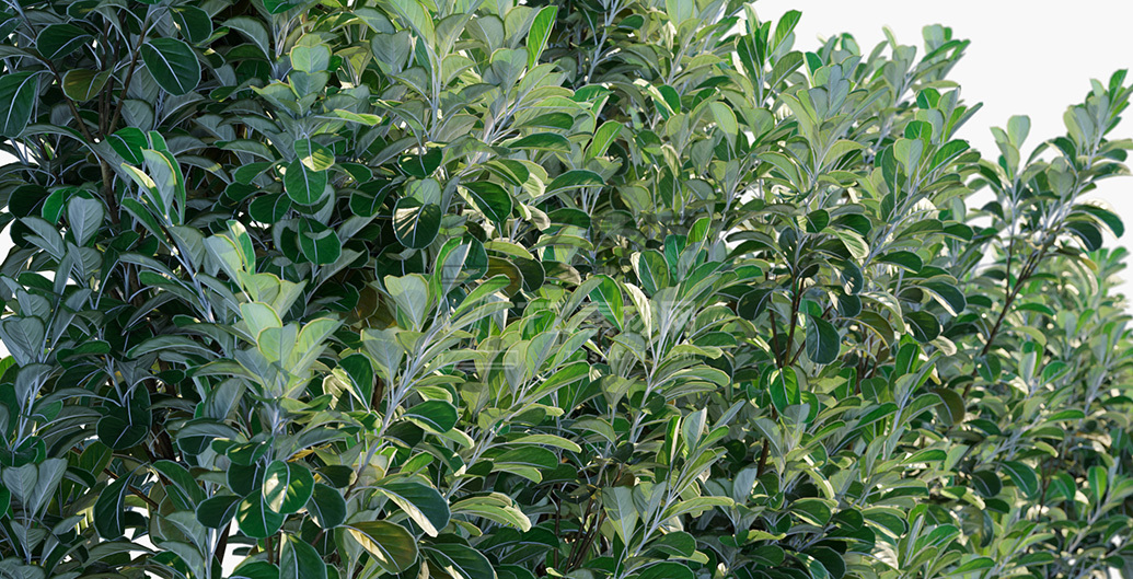 Pittosporum-crassifolium_PRV2.jpg