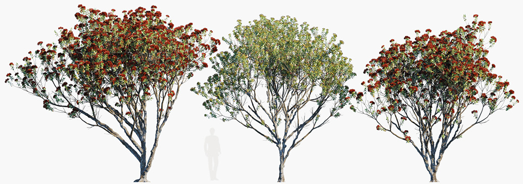 Metrosideros-excelsa_PRV2.jpg