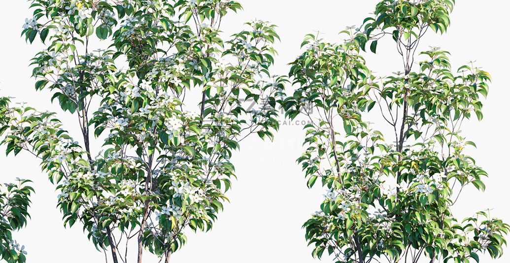 Cornus-hongkongensis_PRV4.jpg