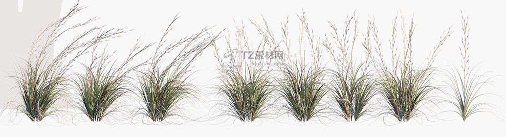 Andropogon-virginicus_PRV1.jpg