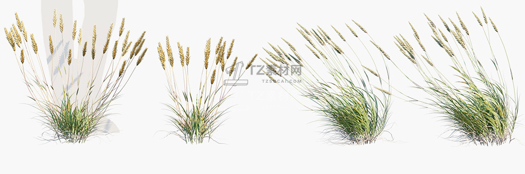 Anthoxanthum-odoratum_PRV2.jpg