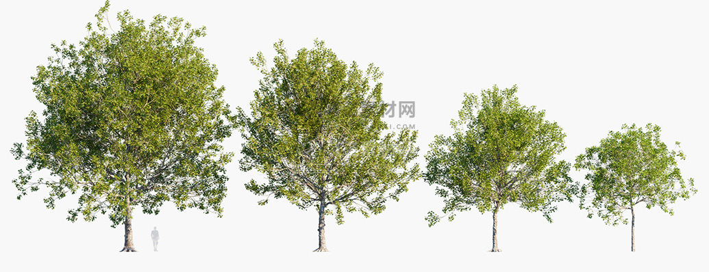 Platanus-occidentalis_PRV1.jpg