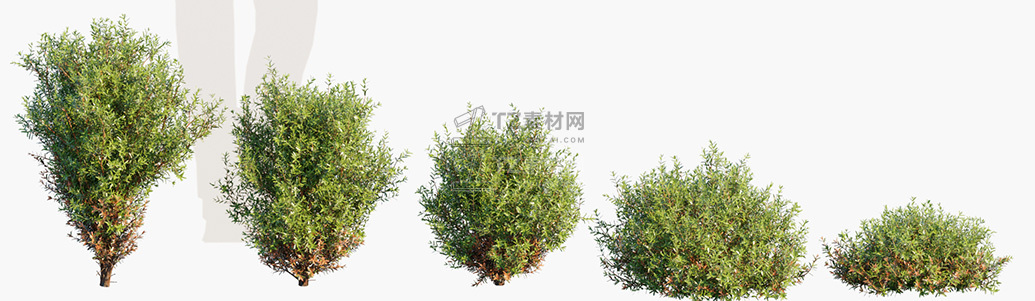 Thuja-occidentalis-Teddy_PRV1.jpg