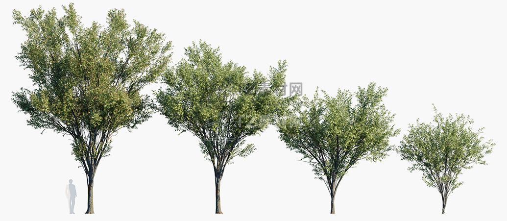 Zelkova-serrata-Green-Vase_PRV1.jpg
