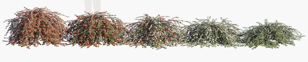 Cotoneaster-dammeri-Coral-Beauty_PRV1.jpg