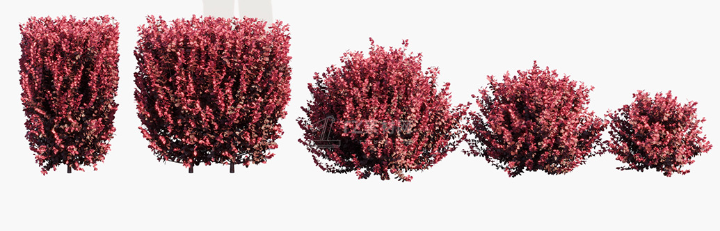 Berberis-thunbergii-f-atropurpurea-Gentry_PRV1.jpg