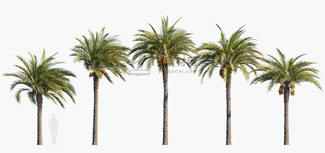 棕榈树植物3d模型 Phoenix Dactylifera True Date Palm 3d Models Tz素材网