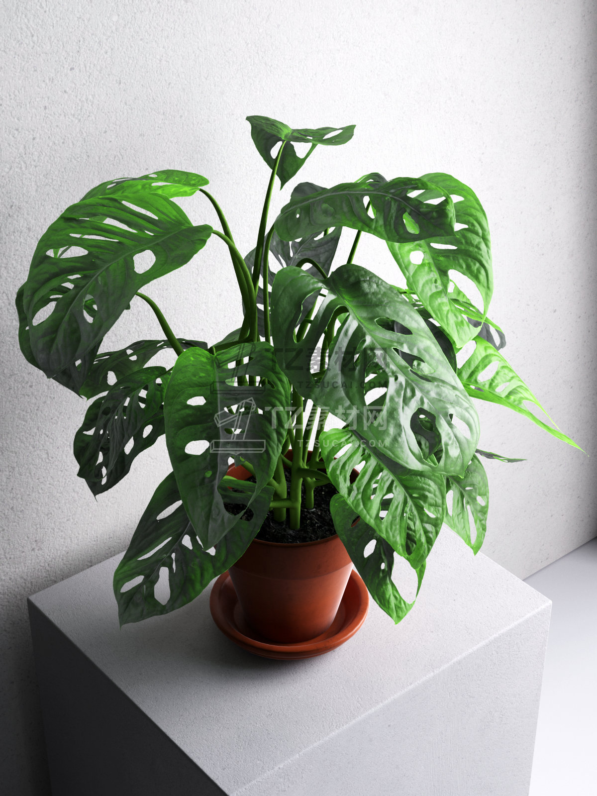 Monstera Monkey in Pot 2.jpg