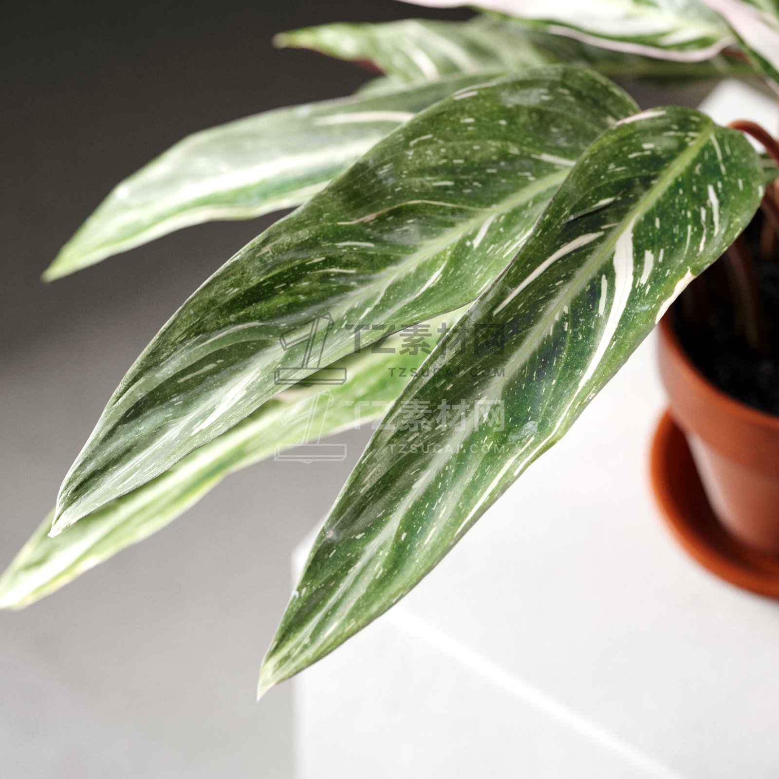 Calathea Triostar in Pot 3.jpg