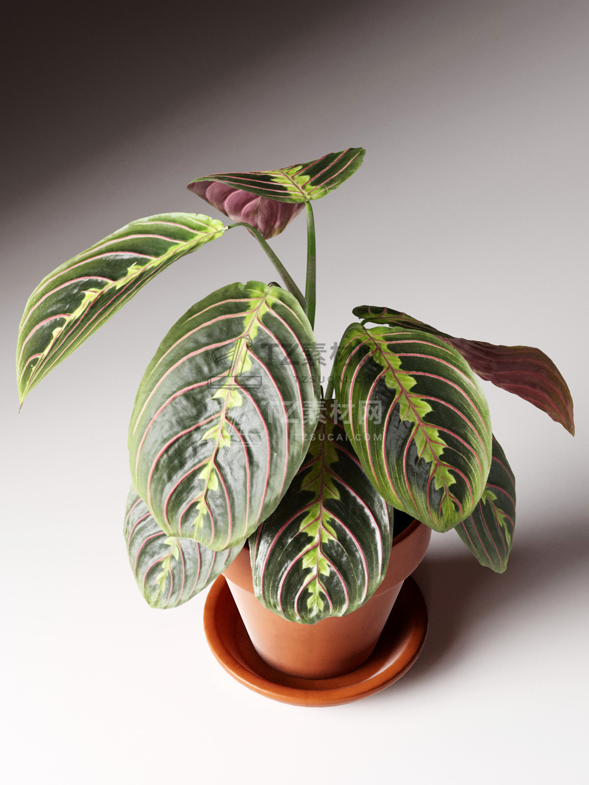 Maranta Plant in Pot 2.jpg