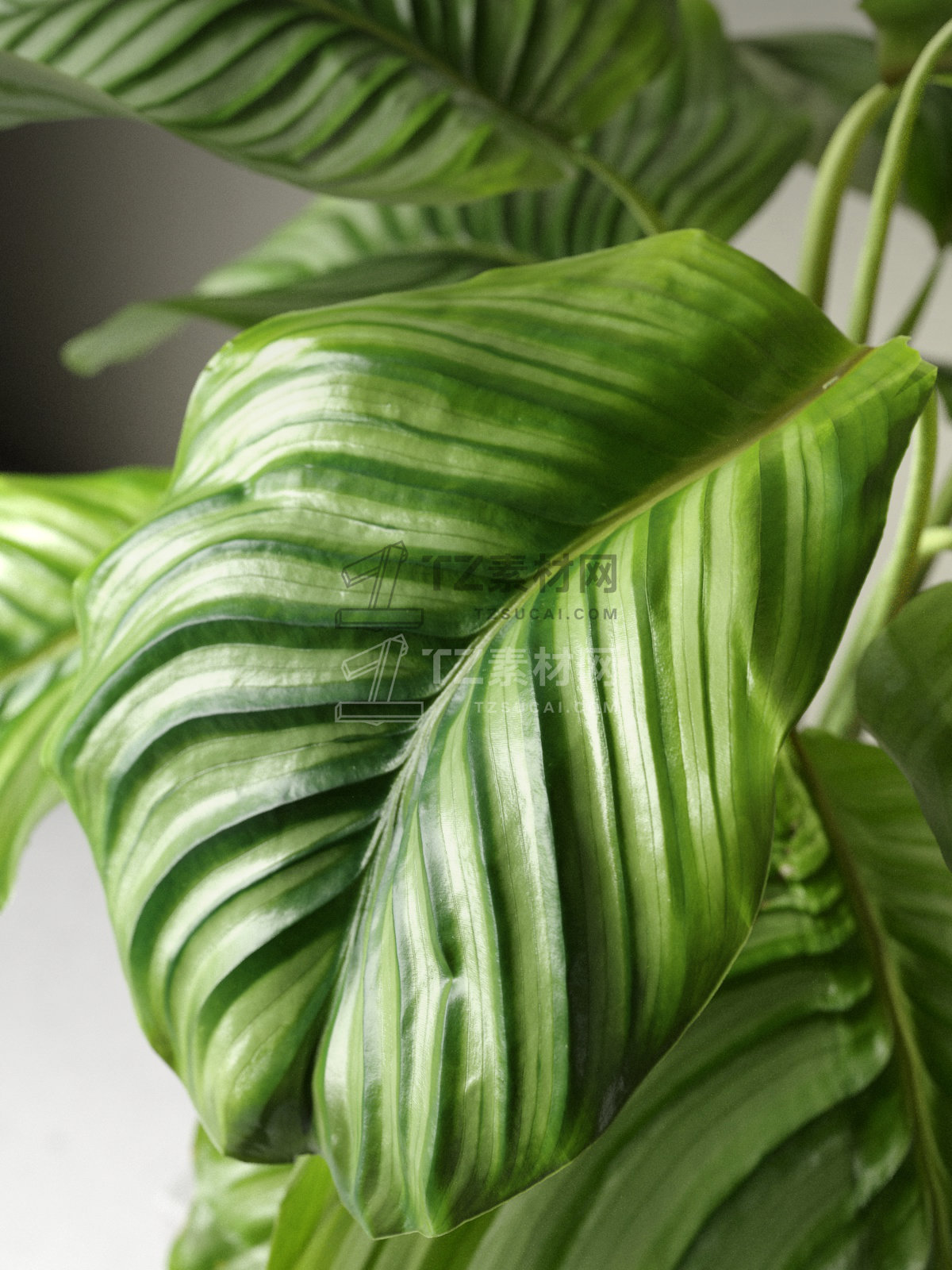 Calathea Orbifolia in Pot 3.jpg