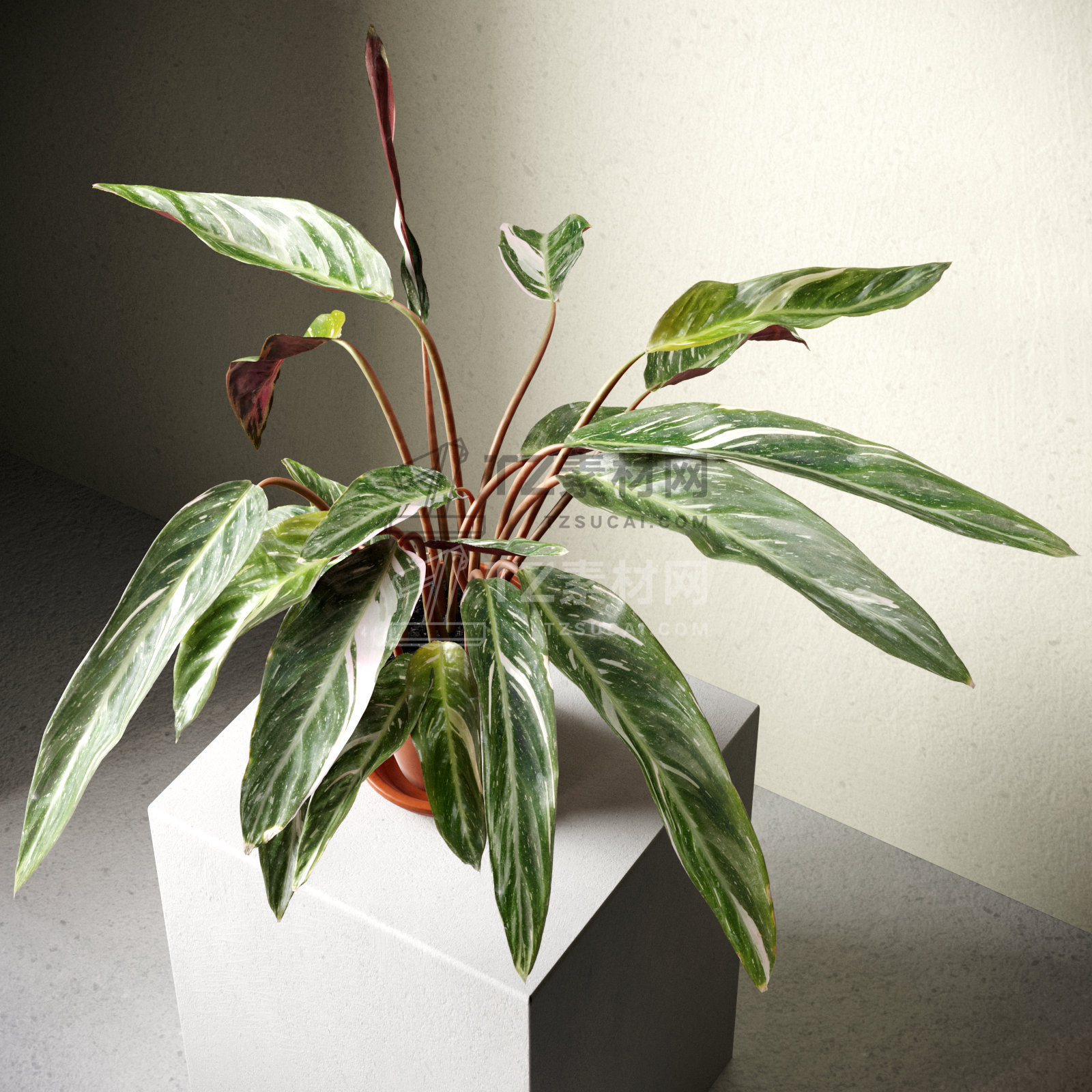 Calathea Triostar in Pot 2.jpg