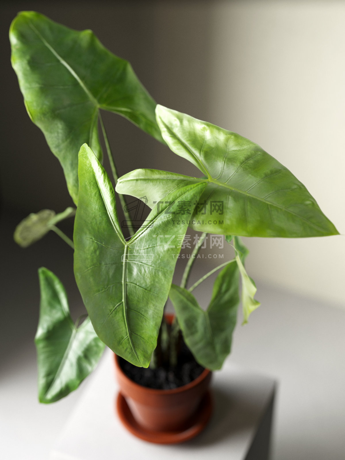 Alocasia Zebrina in Pot 2.jpg