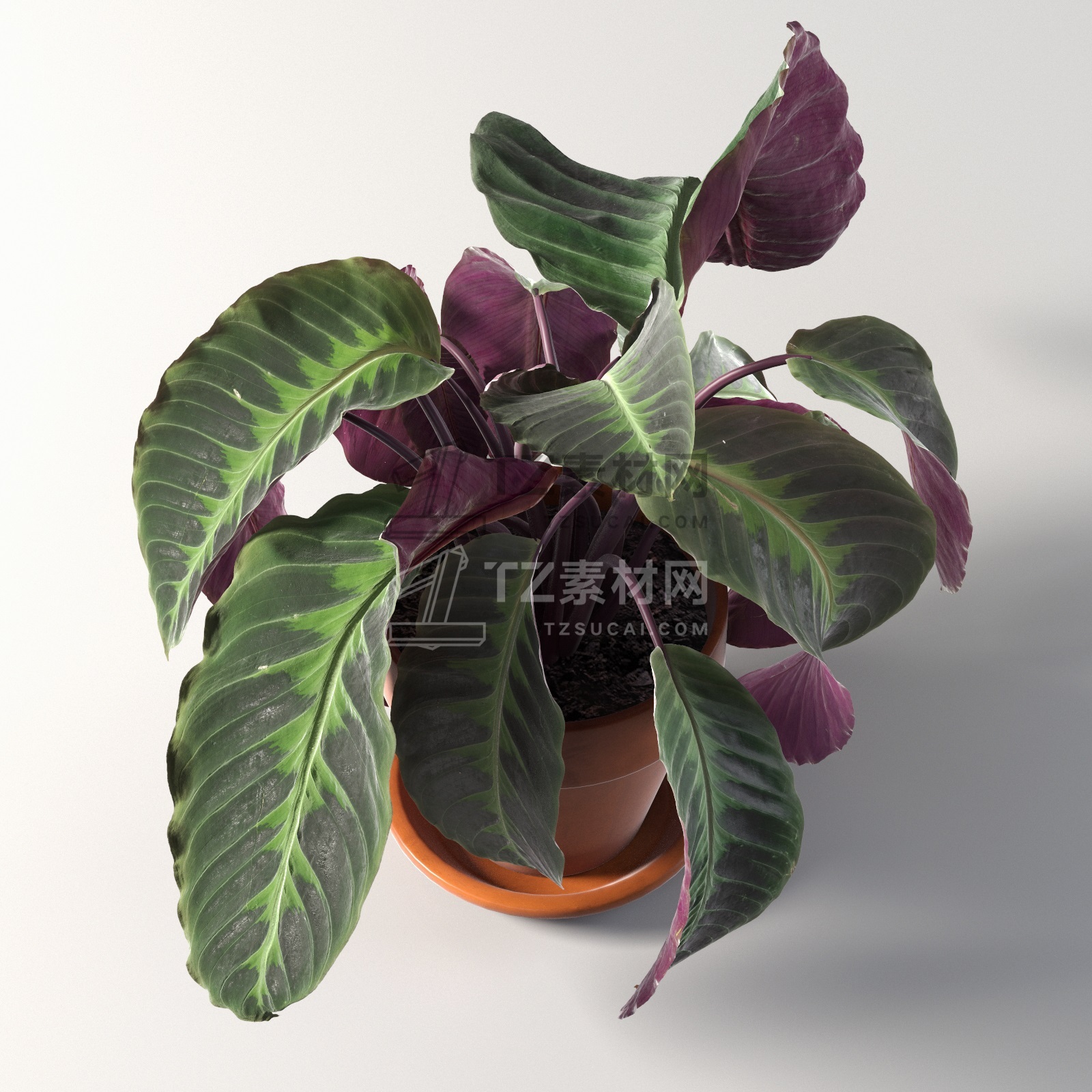 Calathea Warscewiczii in Pot 2.jpg