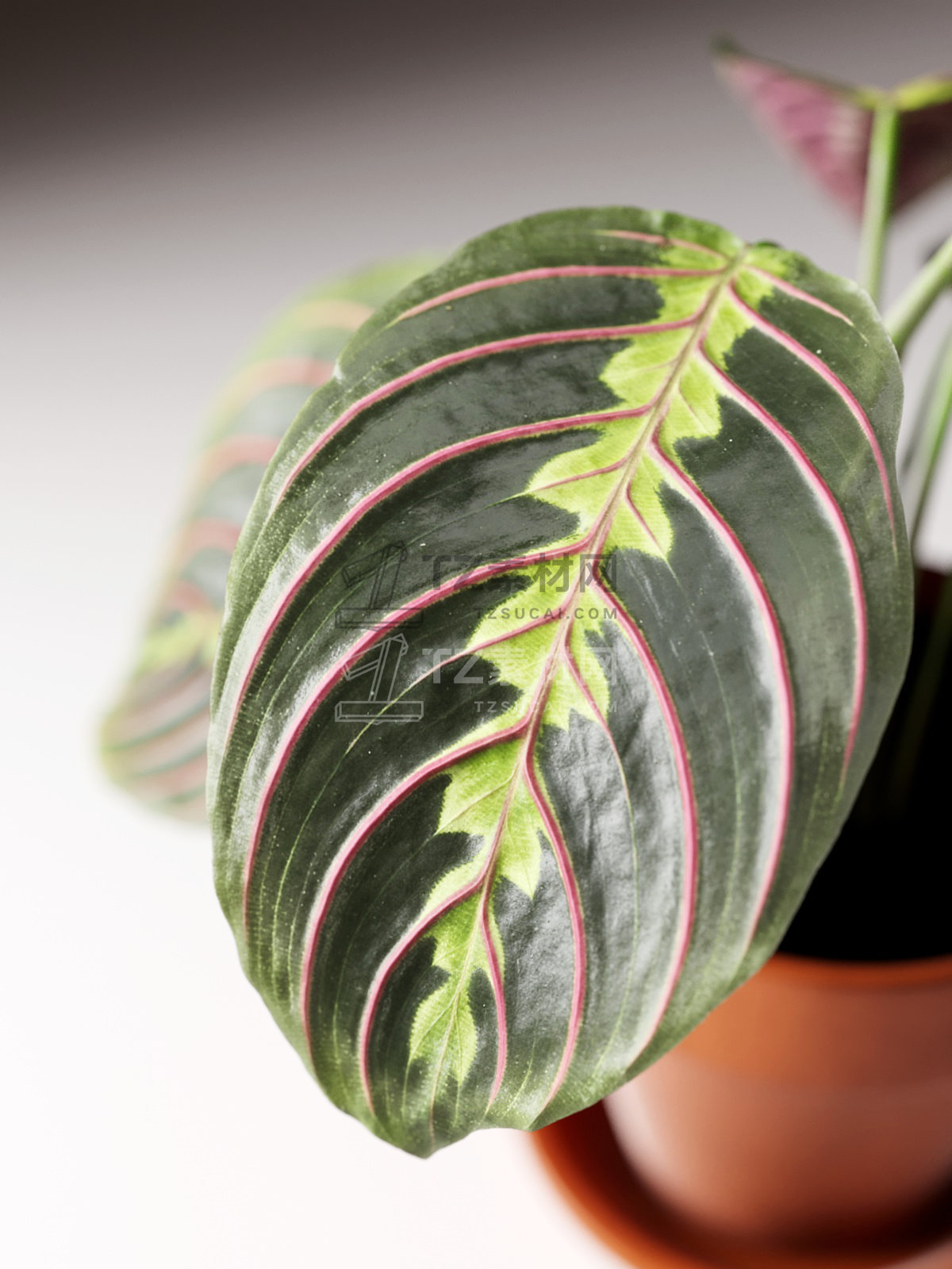 Maranta Plant in Pot 3.jpg