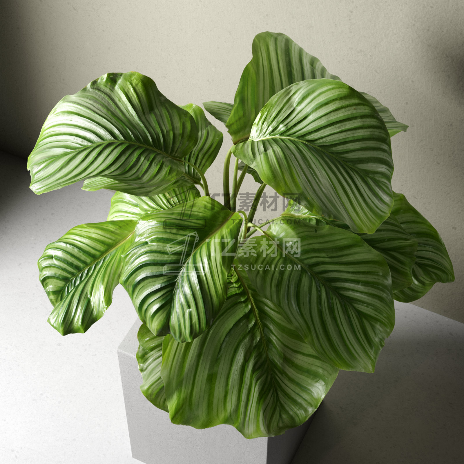Calathea Orbifolia in Pot 2.jpg