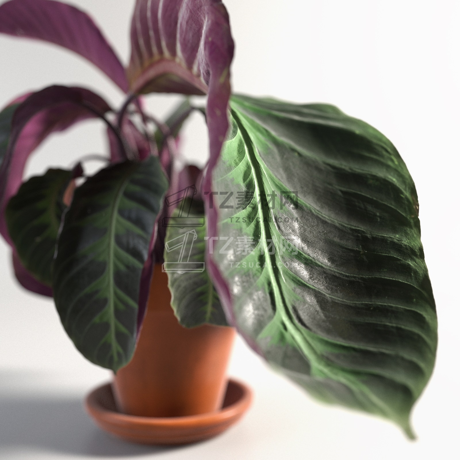 Calathea Warscewiczii in Pot 3.jpg