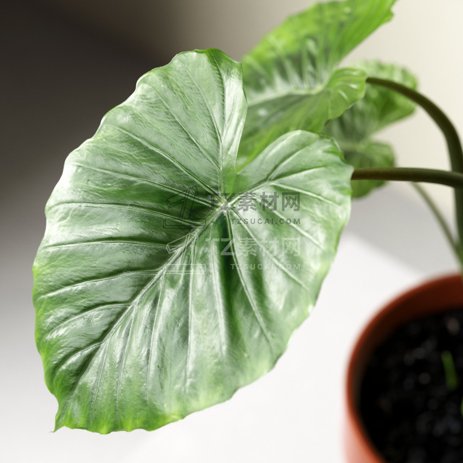 Alocasia Macrorrhiza in Pot 3.jpg
