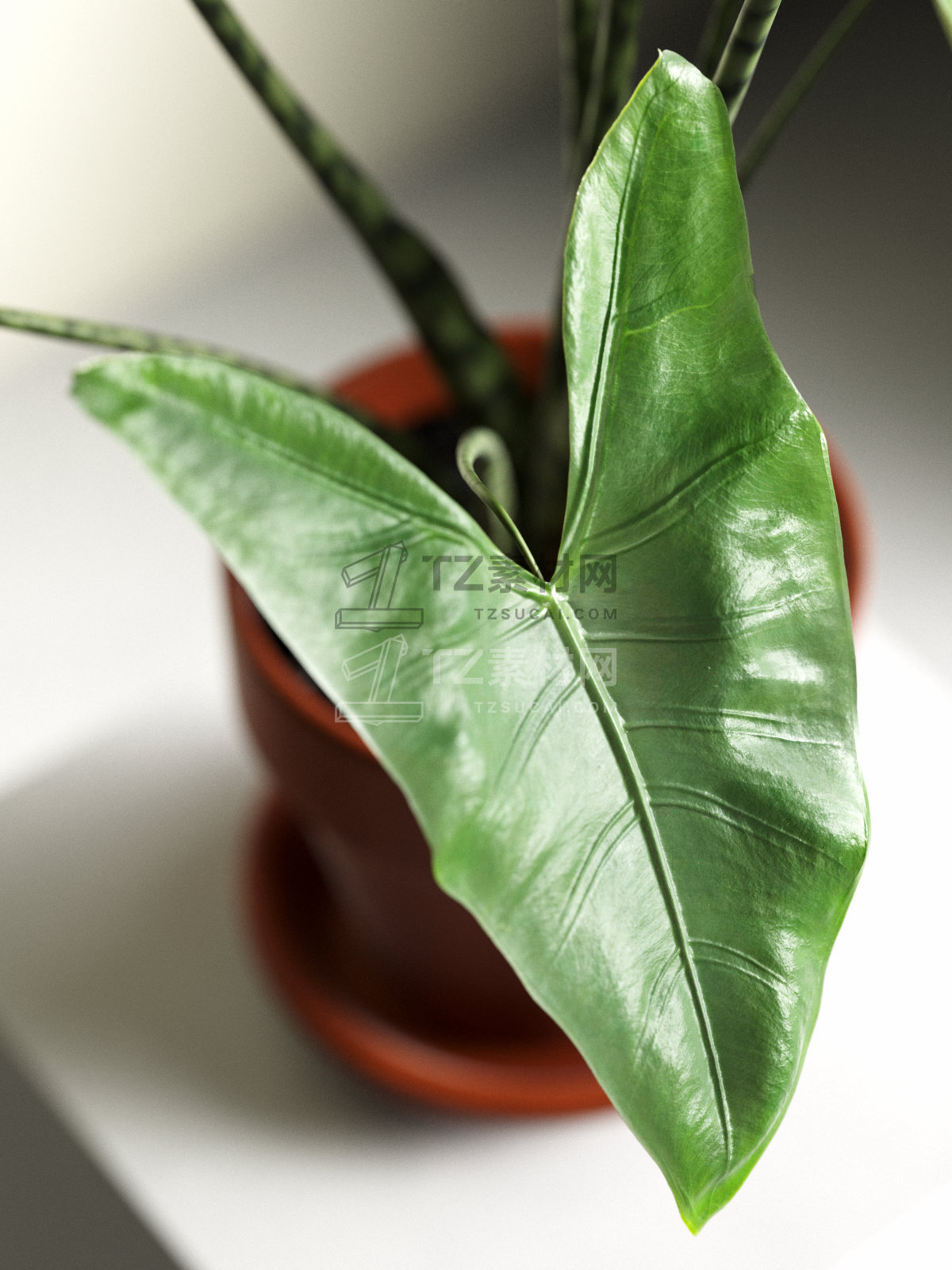Alocasia Zebrina in Pot 3.jpg