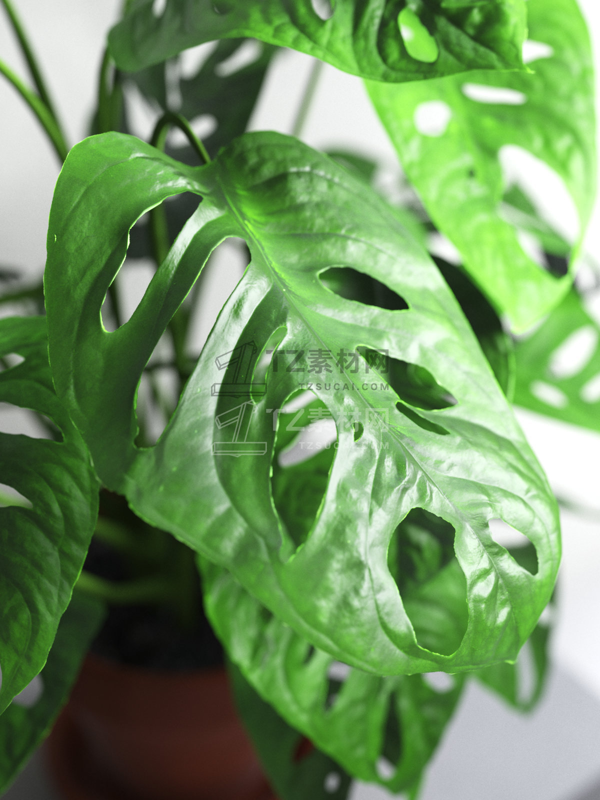 Monstera Monkey in Pot 3.jpg