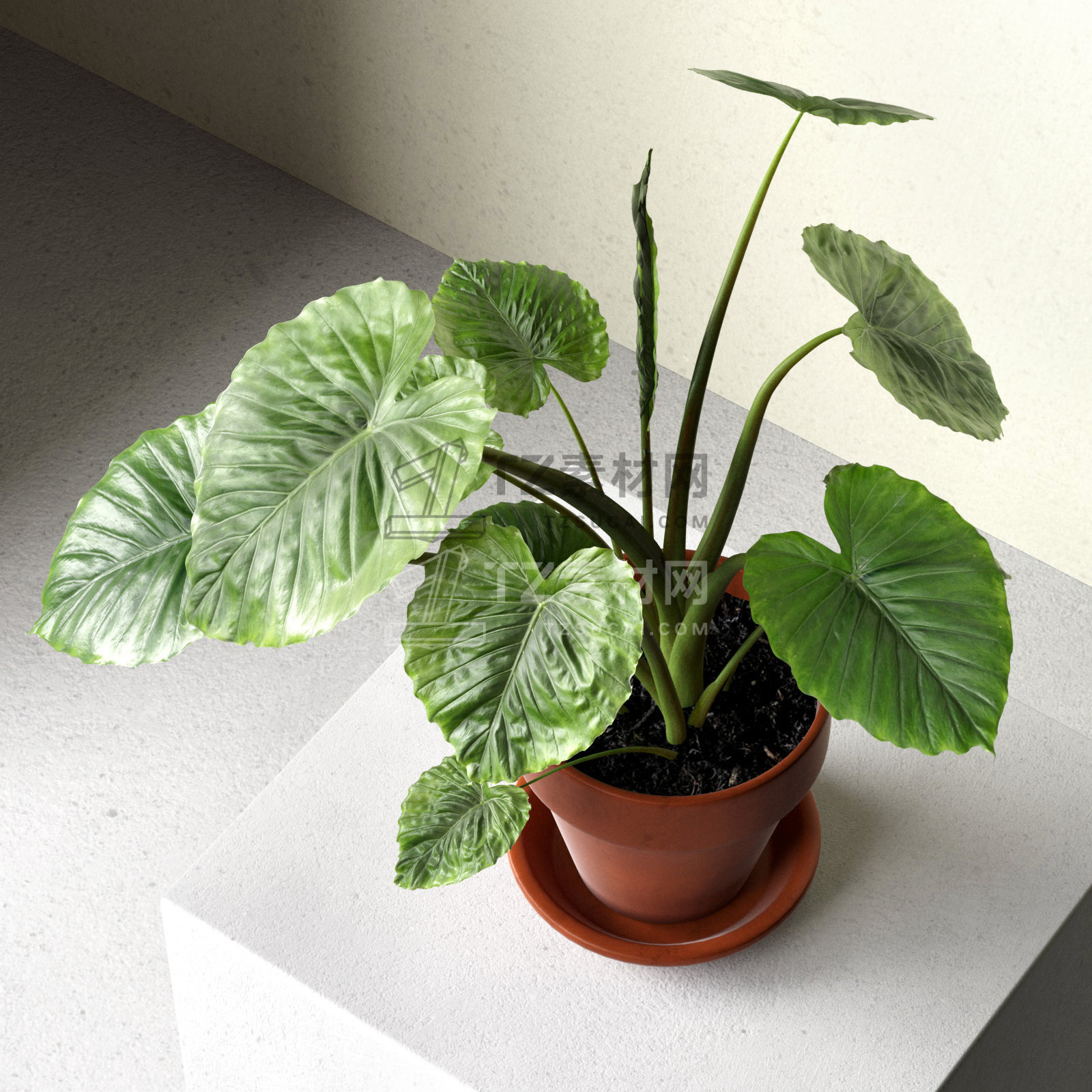 Alocasia Macrorrhiza in Pot 2.jpg