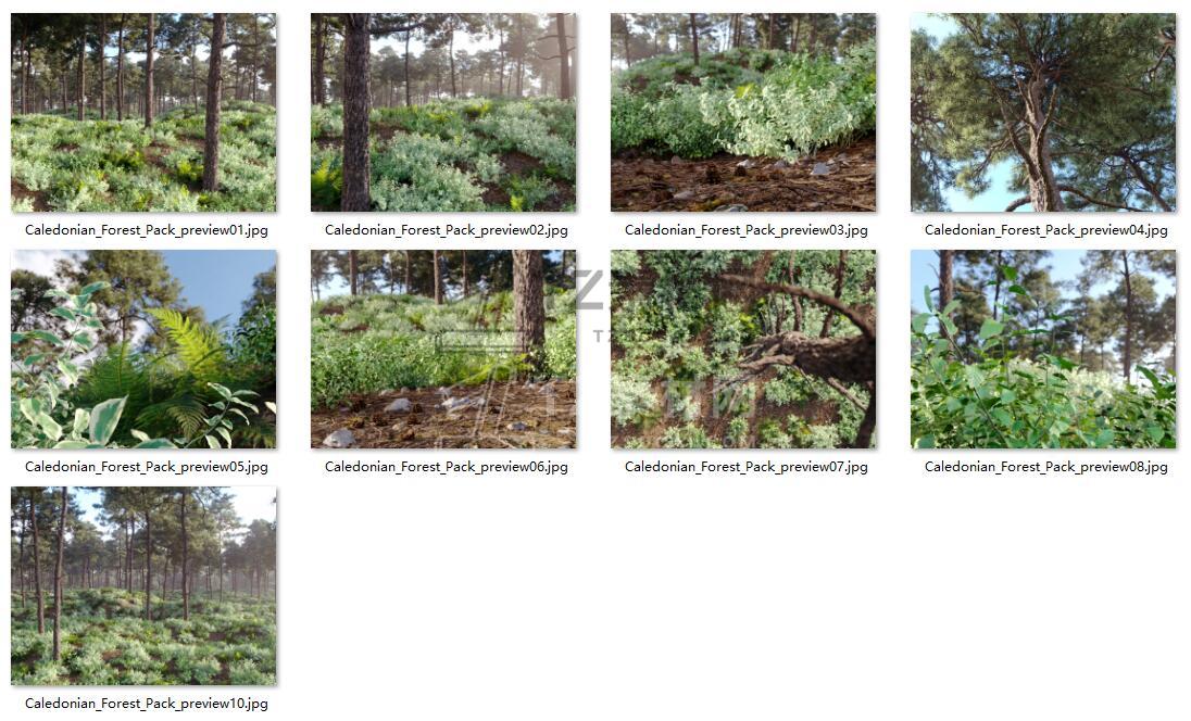 Caledonian Forest 苏格兰森林.jpg