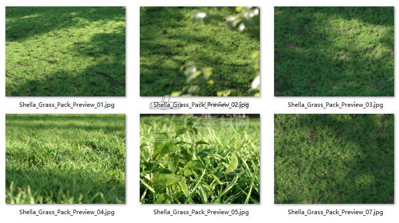 Shella Grass 草地.jpg