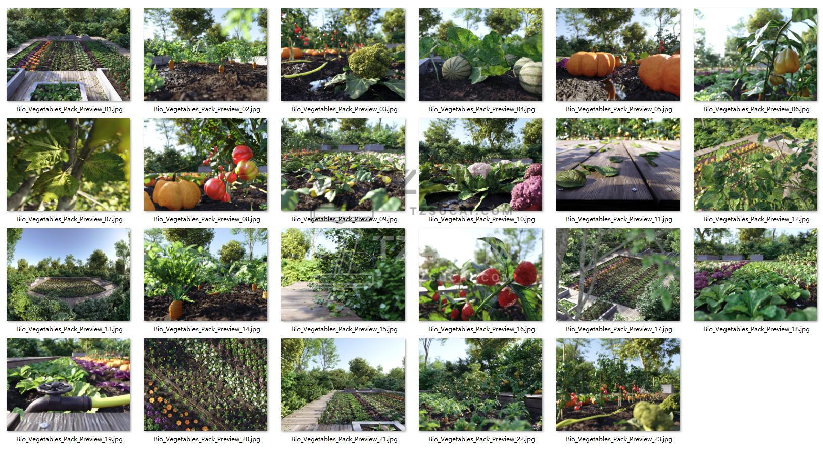 Bio Vegetables 蔬菜园子.jpg