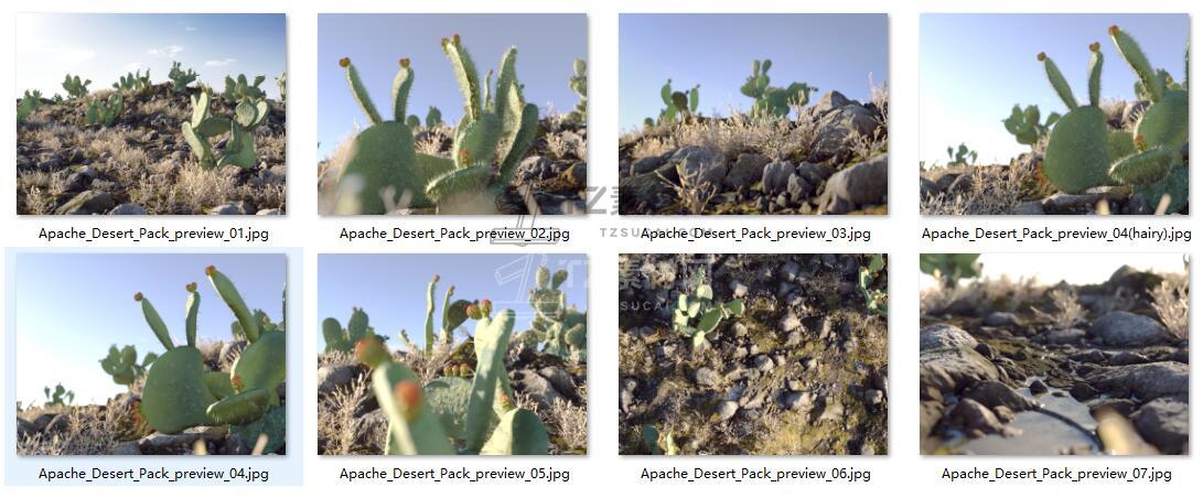 Apache Desert 沙漠戈壁仙人掌.jpg